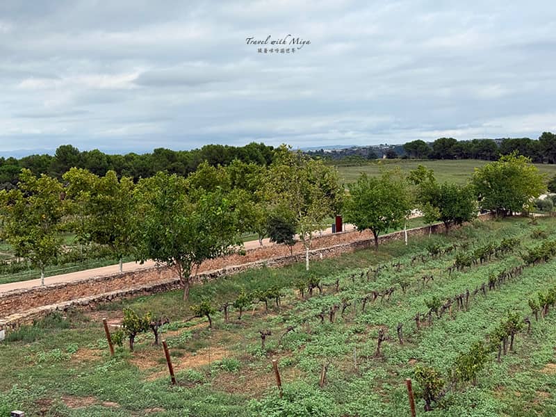 加泰隆尼亞歐耶酒莊 Oller del Mas 葡萄園