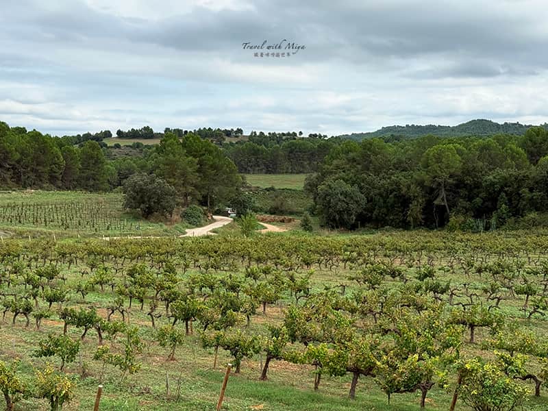 歐耶酒莊 Oller del Mas 葡萄園