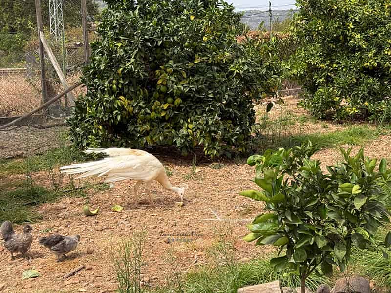有機柑橘園 Ecovinyassa 白孔雀