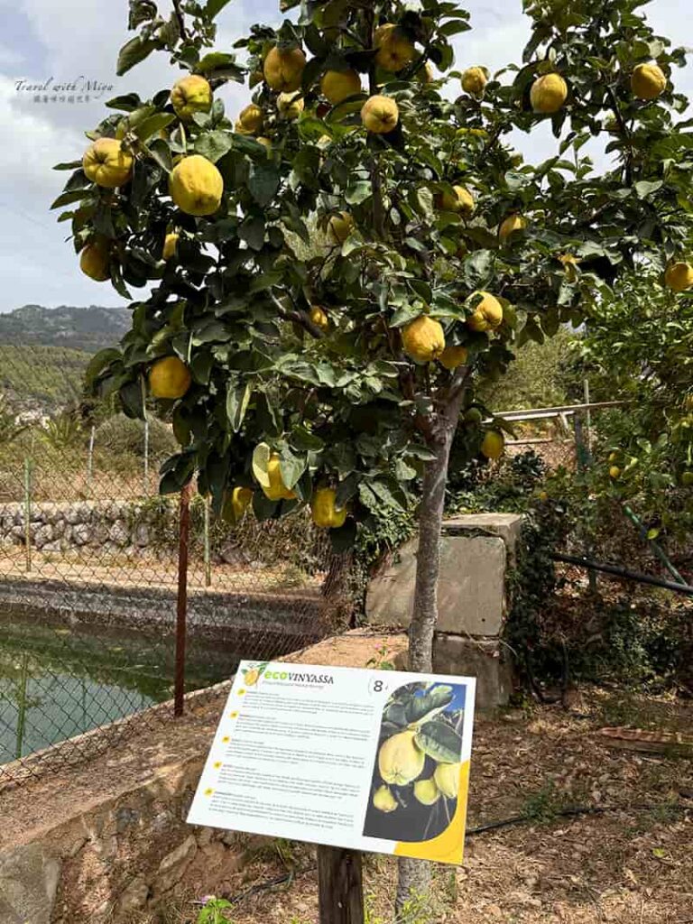 有機柑橘園 Ecovinyassa 榲桲 Quince