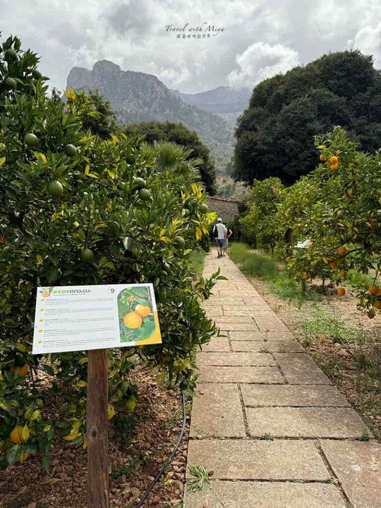 有機柑橘園 Ecovinyassa 柑橘說明牌和背後山景