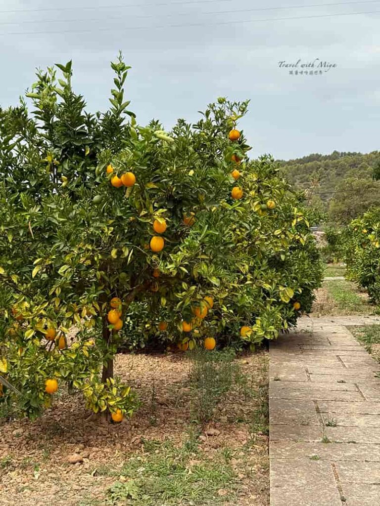 有機柑橘園 Ecovinyassa 柑橘