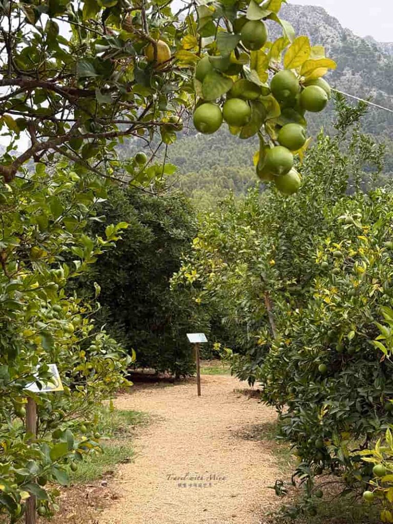 有機柑橘園 Ecovinyassa 檸檬樹