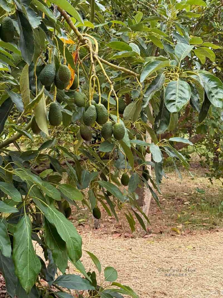 有機柑橘園 Ecovinyassa 酪梨樹