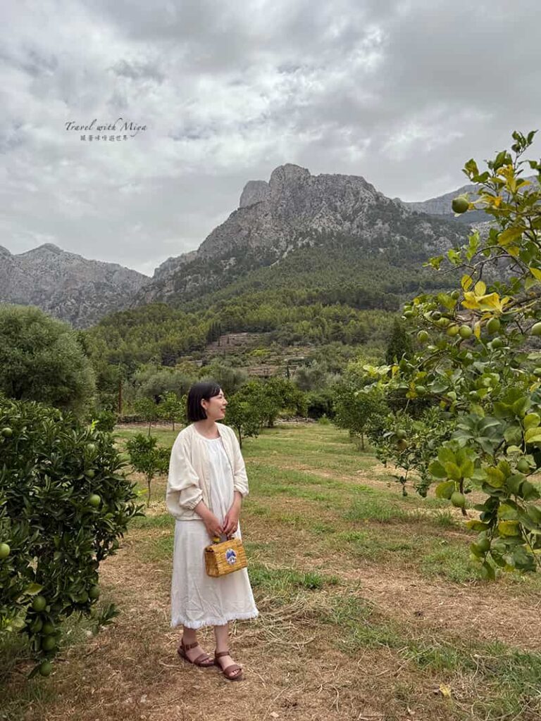 有機柑橘園 Ecovinyassa 的特拉蒙塔納山脈 Serra de Tramuntana 景觀