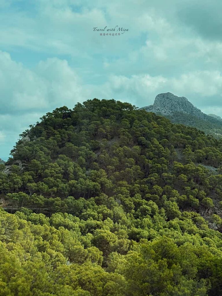 石灰岩上的樹叢