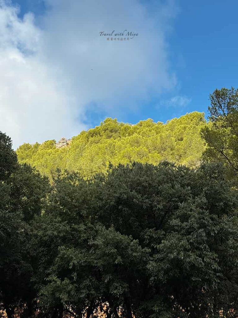 亮綠與深綠樹叢