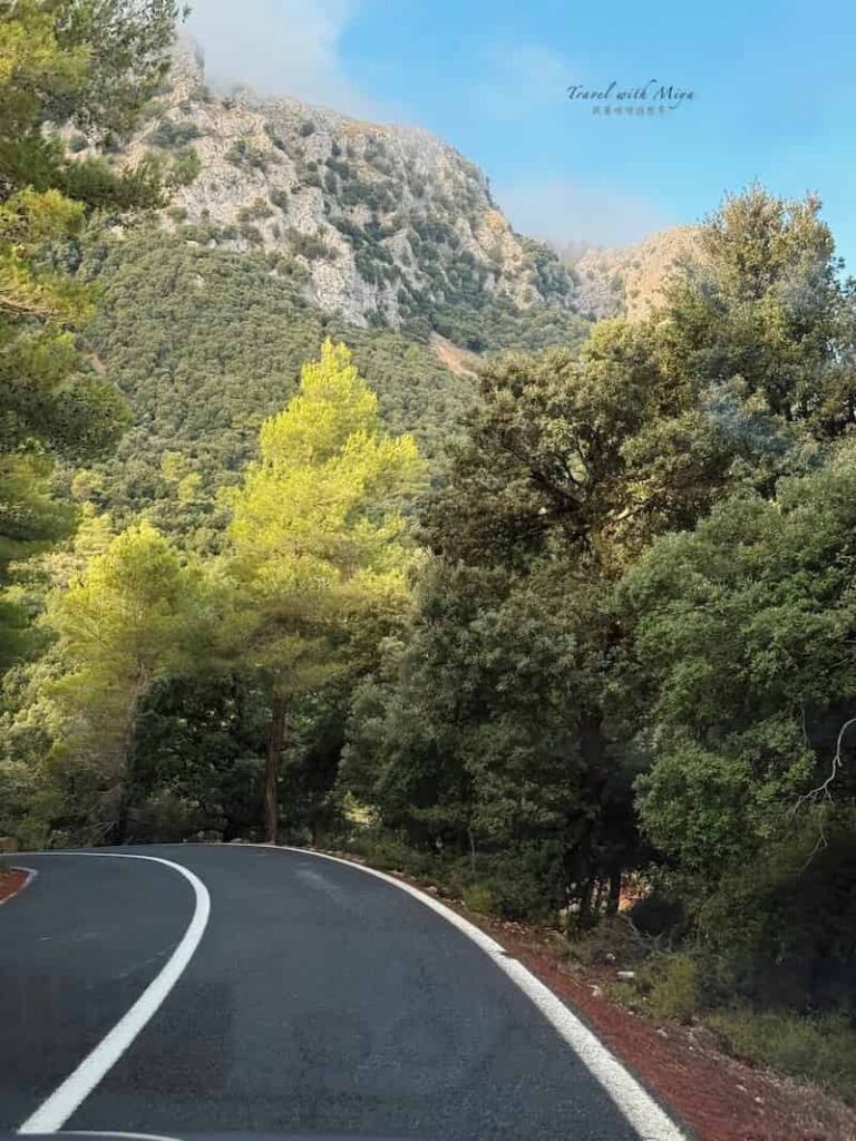 馬略卡島自駕時的樹林景